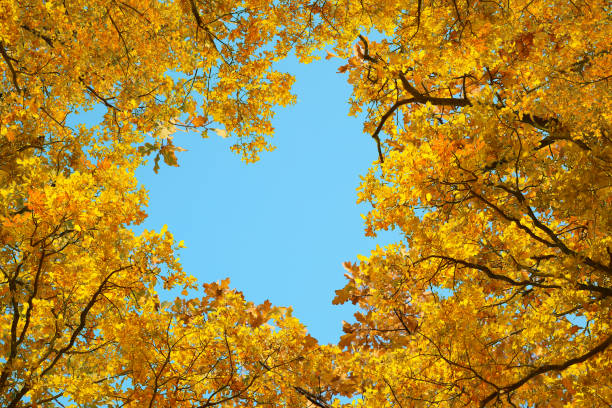 istock Light blue sky visible through heart shaped gap formed of autumn trees crowns, bottom view 1469901093