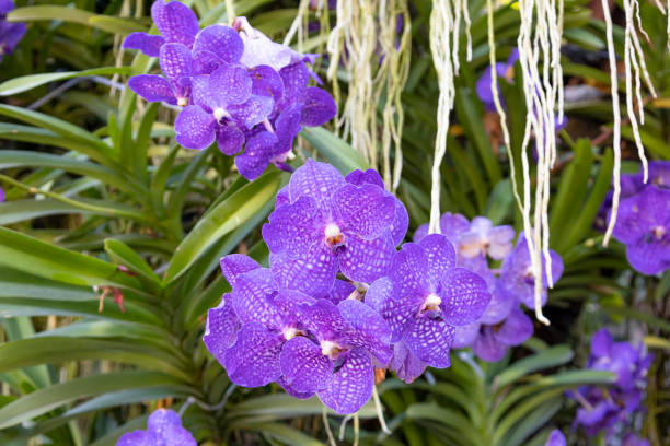 Blooming Blue orchid flower commonly known as the Blue Vanda coerulea in blue and purple colour Blooming Blue orchid flower commonly known as the Blue Vanda coerulea in blue and purple colour cattleya magenta orchid tropical climate stock pictures, royalty-free photos & images