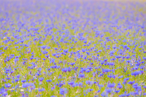 Close-up of California Poppy and lupine wildflowers blooming on a windy hillside of green grasses.\n\nTaken along Highway 80 between Vacaville and Fairfield, California, USA