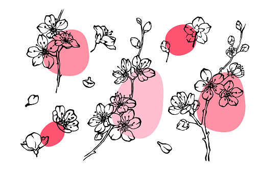 Spring apple or cherry blossom line drawing set. Blooming branches, flowers and petals outline collection with abstract pink color spots. Hand drawn vector design elements on white background