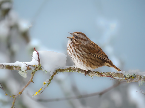 A song sparrow perched on a snowy tree branch in the Willamette Valley of Oregon. Has a soft, defocused background.