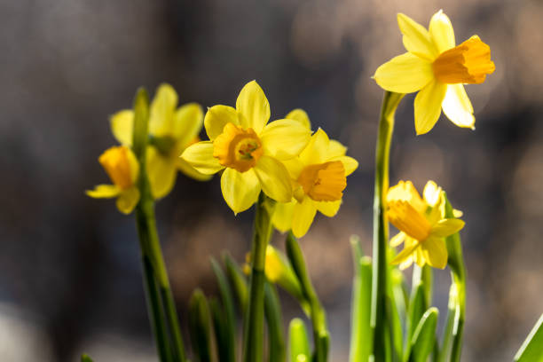 hermosa pancarta de primavera con flores de narciso amarillo fresco crecen en maceta en el alféizar de la ventana. ramo de flores a la suave luz del sol de la mañana. - yellow easter daffodil religious celebration fotografías e imágenes de stock