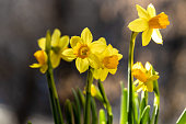 Beautiful Spring banner with fresh yellow daffodil flowers grow in pot on windowsill. Bouquet flowers in soft morning sunlight.