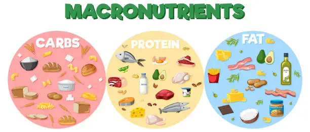 Vector illustration of Macronutrients diagram with food ingredients