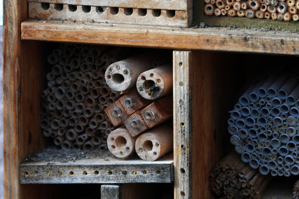 istock Homemade diy insect hotel for local wild bees for nesting 1469905290