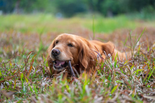 istock Golden retriever lying on the grass and biting a branch 1469905927