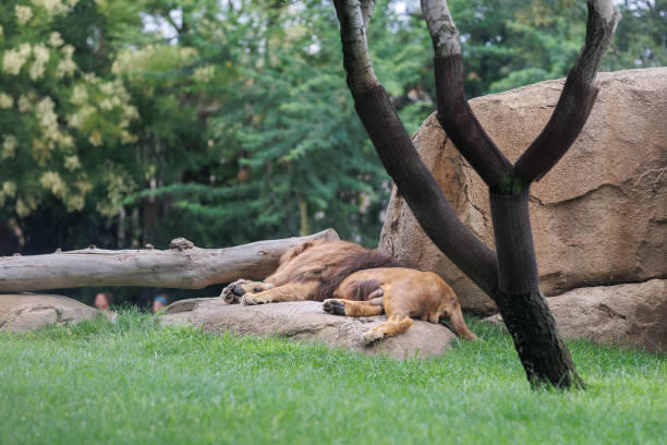 istock Lion that is Sleeping Near a Rock in a Natural Environment 1469905934
