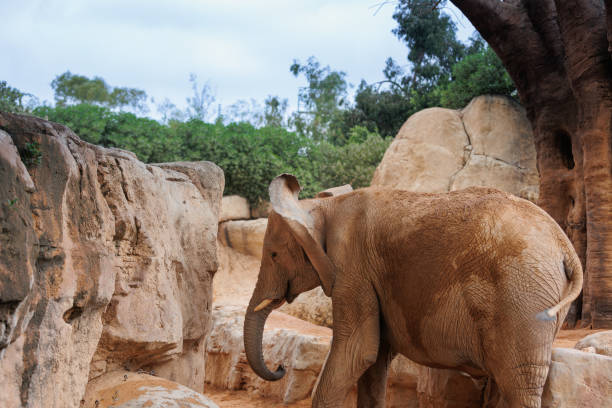 istock Elephant in its Natural Environment on a sunny Day 1469907185