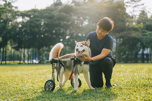 Asian Chinese female pet owner bonding time with limping red Siberian husky dog in public park during weekend morning