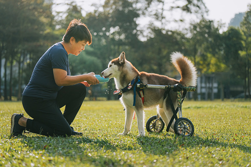thirsty limping Heterochromia Red Siberian Husky in wheelchair drinking water during weekend  morning in public park with female pet owner