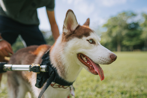 Asian Chinese female pet owner putting on wheel pet equipment on limping Siberian Husky in public park