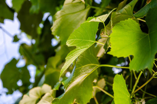 istock Grape leaf detail over sunny defocused background. Green grape leaf texture. Vine leaves with backlight. 1469909766