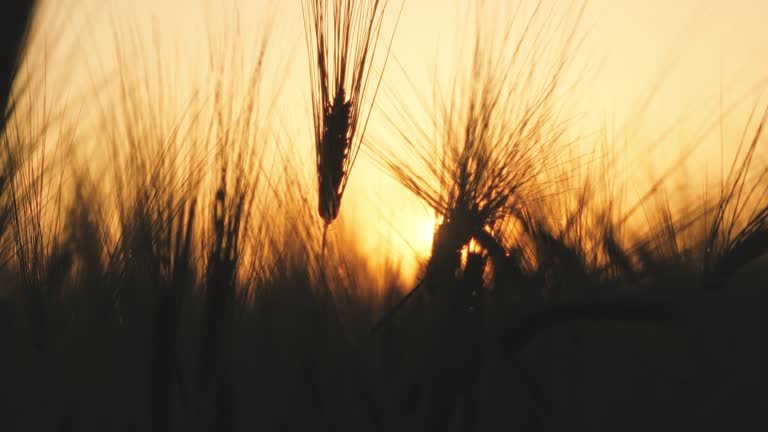 ripe wheat ears in field. Beautiful sunset with countryside over a field of wheat. sun illuminates wheat crops. huge yellow wheat field in idyllic nature in golden rays of sunset.