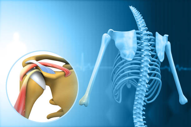 anatomía humana del hombro - deltoid fotografías e imágenes de stock