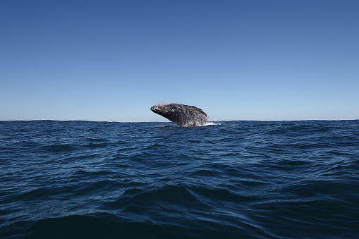 humpback whale, Megaptera novaeangliae, breaching, East London, South Africa