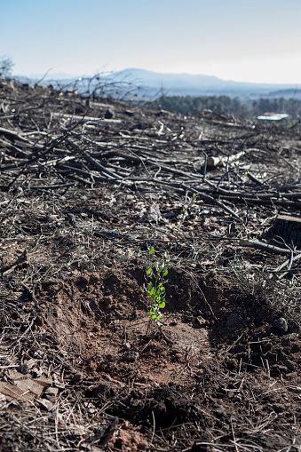 Charred landscape with newly planted oak sapling. Restocking of forests destroyed by a wildfire