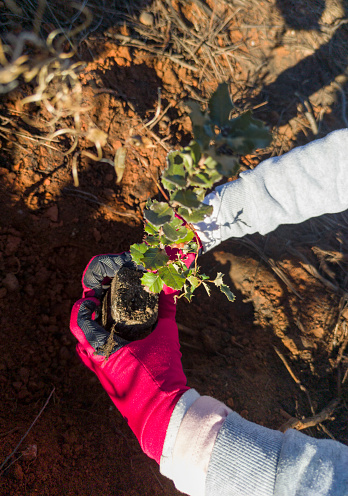Child hands planting a holm oak rootball. Restocking of forests destroyed by wildfire