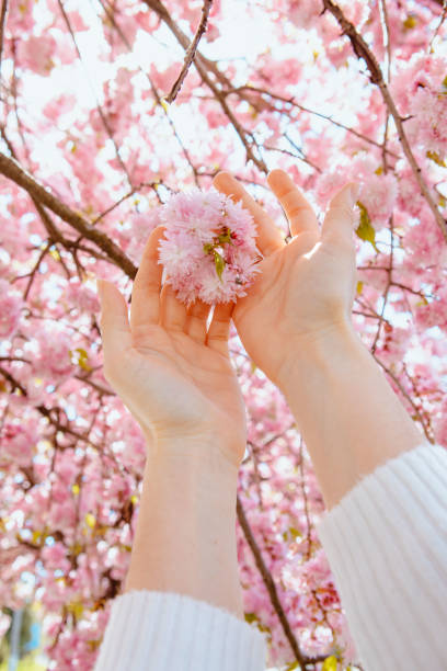 istock woman hand touching blooming sakura tree 1469912126
