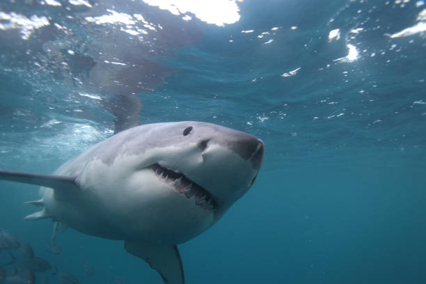 istock great white shark, Carcharodon carcharias, Neptune Islands, South Australia 1469912338