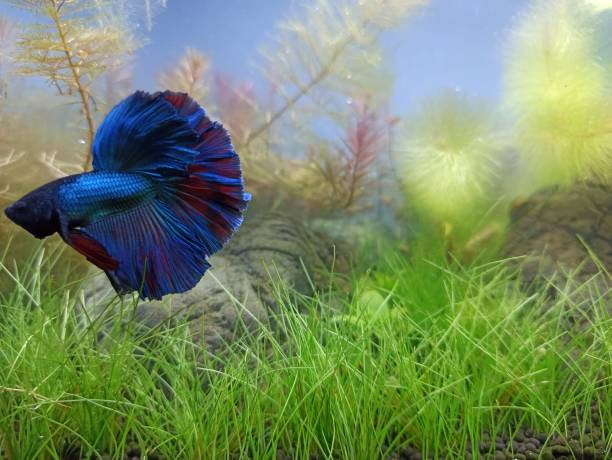 istock Blue half-moon Betta fish at the aquarium 1469912496