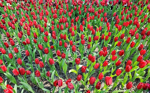 Tulips are beautiful flower. And unique must be in a cool climate. There are many colors such as red, white, yellow, purple, but red is most often seen because it is more popular.