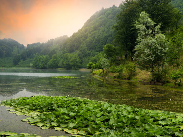A beautiful forest lake in evening light. A natural lake with lotus flowers. Nature background.