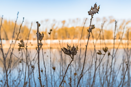 Dry plants by the river in winter