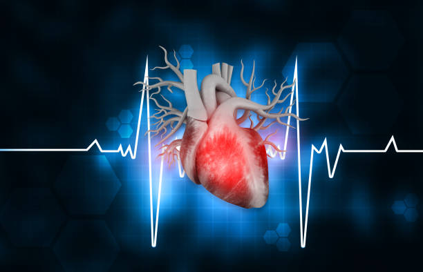 istock Human heart anatomy with ecg background 1469914034