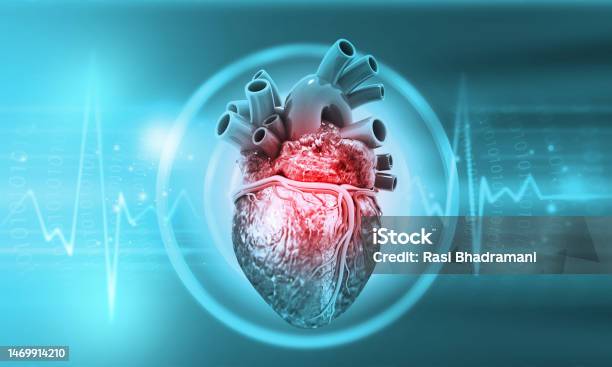 Ecg 배경을 가진 인간의 심장 해부학 인간의 심장에 대한 스톡 사진 및 기타 이미지 - 인간의 심장, 3차원 형태, 해부학 ...