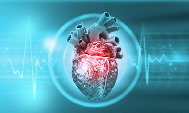 istock Human heart anatomy with ecg background 1469914210