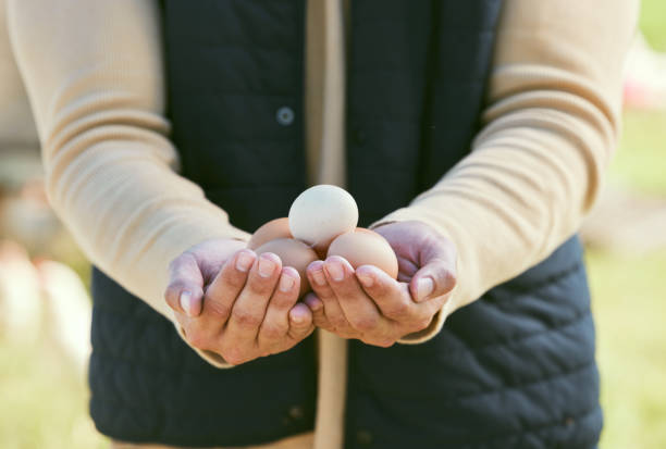 Egg, agriculture and hands of farmer in countryside for diet, sustainability and free range products. Food, nature and health with man and eggs harvest on farm field for organic livestock industry