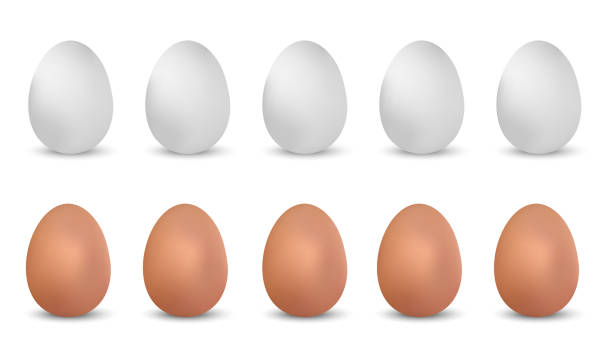 ilustrações de stock, clip art, desenhos animados e ícones de white and brown realistic chicken eggs - vector illustrations isolated on white background - white background brown animal egg ellipse