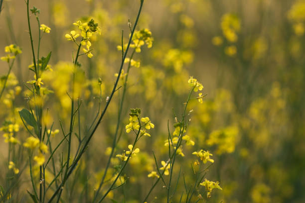 primeros planos de la planta de mostaza. brassica juncea. - mustard ground yellow spice fotografías e imágenes de stock