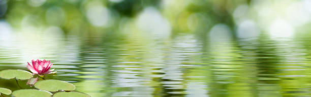 istock Image of a beautiful lotus flower 1469917538