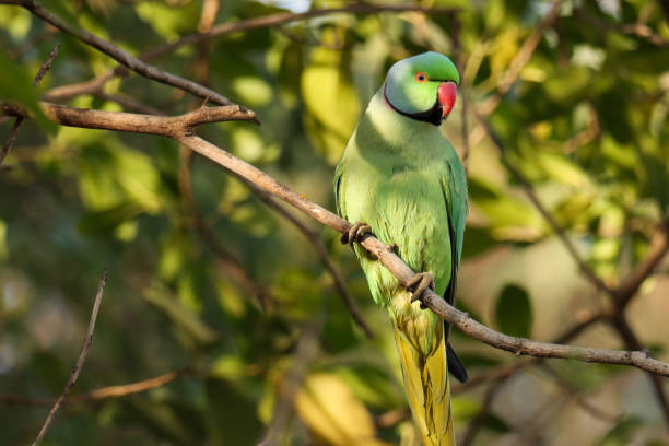 istock Rose ringed parakeet on the branch. Psittacula krameri. 1469918917