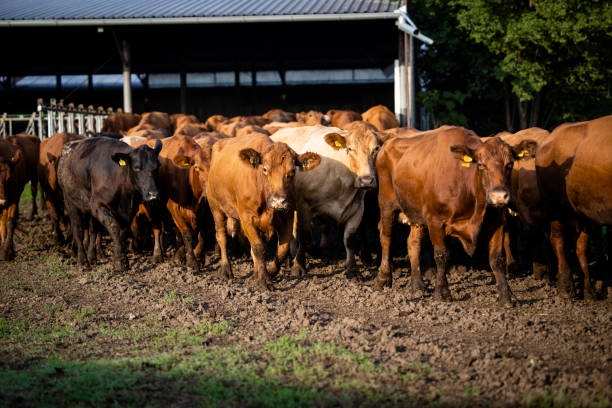 Herd of cows walking out the cowshed and going on pasture to graze.