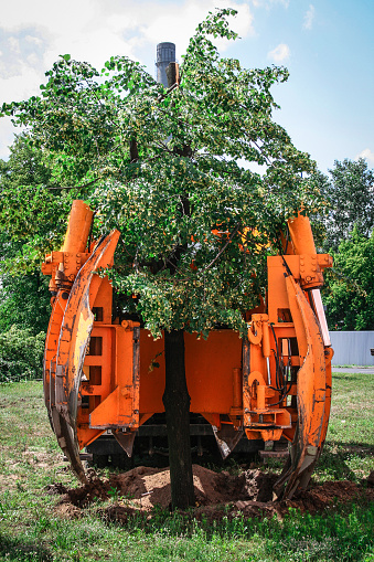 Planting of tree using tree spade specialized machine for transplanting and transport trees