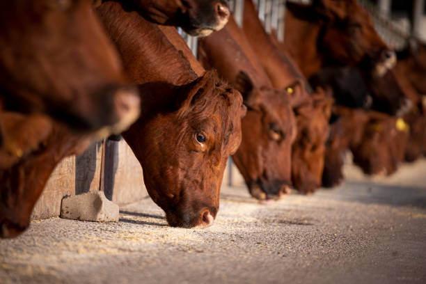 istock Beef cattle cows eating at the farm. Domestic animals husbandry. 1469919314