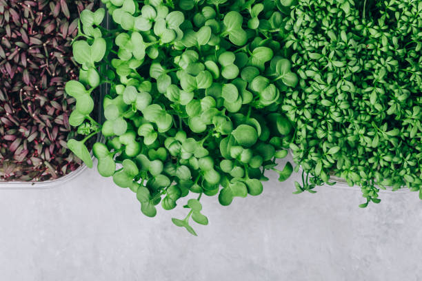istock Microgreens. Superfood microgreen sprouts in plastic container close-up 1469921190