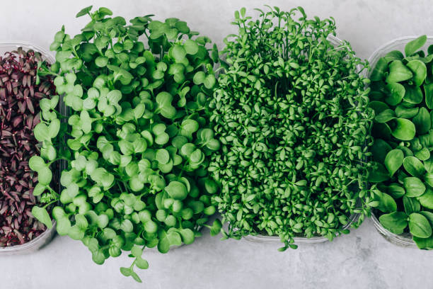 istock Microgreens. Superfood microgreen sprouts in plastic container close-up 1469921227