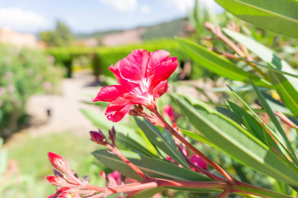 Red flower with pink petals in a garden