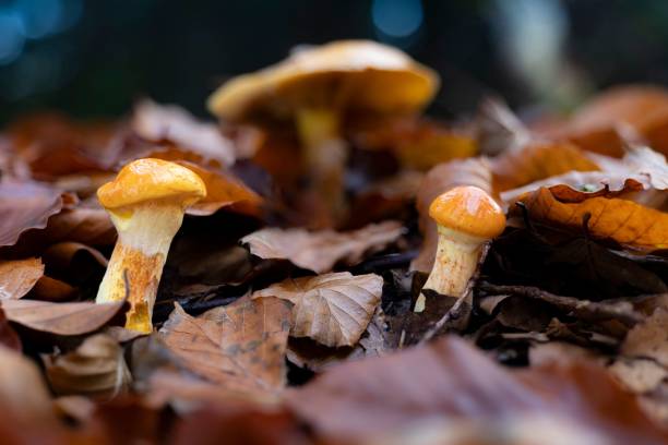 istock Group of larch bolete mushrooms (Suillus grevillei) 1469922388