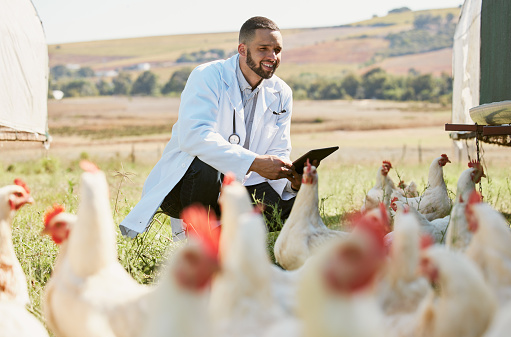 Man, veterinary or tablet on chicken farm for healthcare wellness, bird flu compliance or growth hormone research. Smile, happy or animals doctor with poultry, 5g digital technology or dairy farming