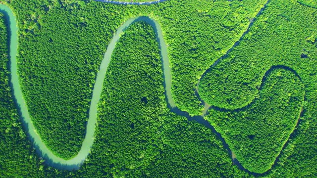 Drone is flying over the green mangrove forest