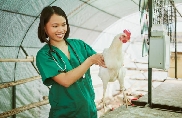 Animal veterinary, chicken farming and woman do medical assessment, inspection or health exam in hen house. Happy asian doctor, poultry and wellness test for bird flu, growth research or care in barn la veterinaria animal, la cría de pollos y la mujer realizan una evaluación médica, inspección o examen de salud en el gallinero. feliz médico asiático, aves de corral y prueba de bienestar para la gripe aviar, investigación de crecimiento o cuidado