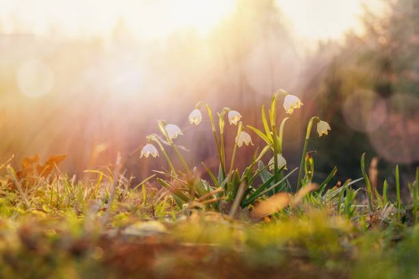 istock Spring flowers in the shining sunlight , Leucojum vernum, called spring snowflake 1469937833