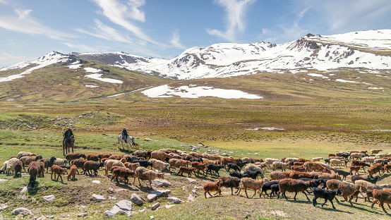 Kyrgyzstan - May 2022: Stockrider shepherd with his livestock animals. In Kyrgyzstan's mountainous regions, it is common to see shepherds tending to their flocks while riding on horseback.