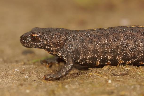 istock Closeup of a terrestrial Balkan crested newt, Triturus ivanbureshi 1469938403