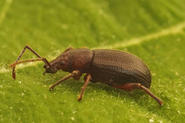istock Closeup on a black Otiorhynchus weevil beetle from the Mediterranean area 1469938436
