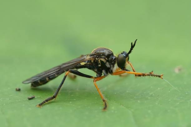 istock Closeup on a Common Red-legged Robberfly, Dioctria rufipes , sitting on a green leaf 1469938500